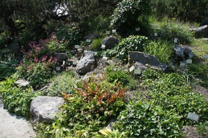 800px-Ljubljana_Botanic_Garden_-_rockery